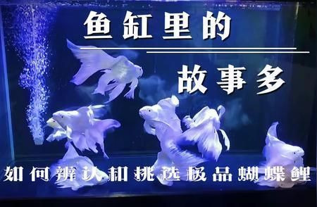 蝴蝶鯉最好看的品種（蝴蝶鯉品種選擇）