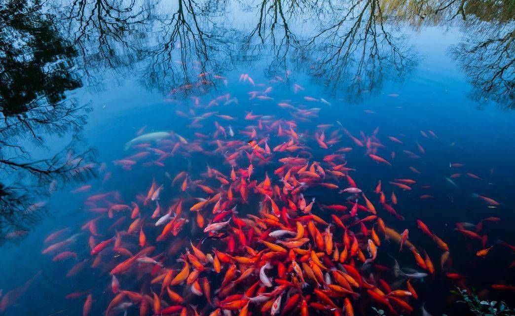紅魚觀賞魚能吃嗎（紅魚觀賞魚與食用魚的區別，觀賞魚的區別有助于提高） 紅魚觀賞魚能吃嗎（紅魚觀賞魚與食用魚的區別，觀賞魚的區別有助于提高） 和興紅龍 第2張
