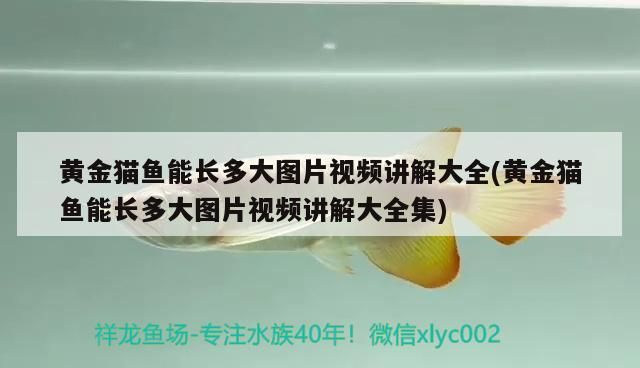 黃金貓魚能長多大圖片視頻講解大全(黃金貓魚能長多大圖片視頻講解大全集) 黃金貓魚能長多大圖片視頻講解大全(黃金貓魚能長多大圖片視頻講解大全集) 黃金貓魚百科
