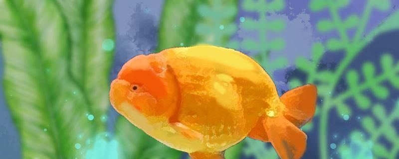 金魚蘭壽怎么養飼養要注意什么