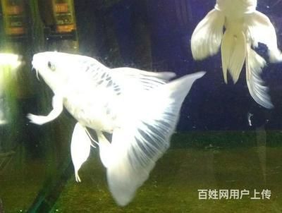 蝴蝶鯉普身和短身區別（蝴蝶鯉普身與短身的區別） 蝴蝶鯉普身和短身區別（蝴蝶鯉普身與短身的區別） 蝴蝶鯉百科 第2張