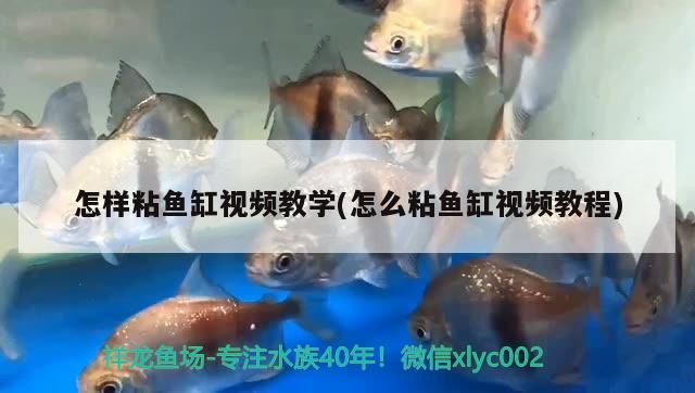 怎樣粘魚缸視頻教學(怎么粘魚缸視頻教程)