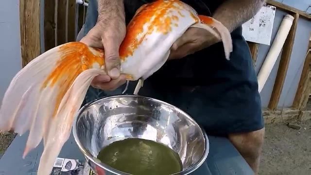 普身蝴蝶鯉魚苗視頻(普身蝴蝶鯉魚苗成長記錄及飼養技巧)