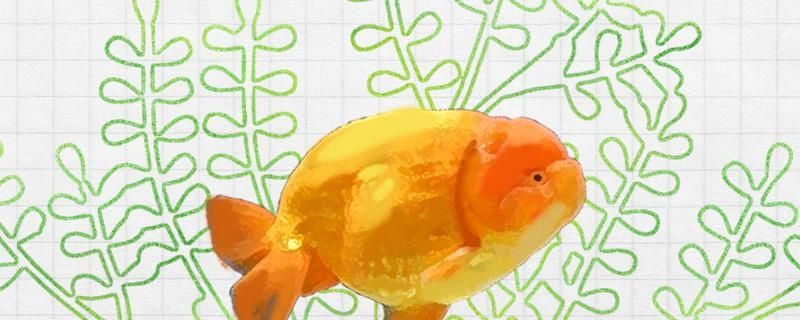 養蘭壽金魚不用過濾可以嗎不用氧氣可以嗎