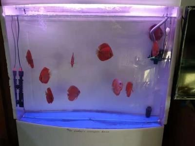 80的魚缸可以養幾條七彩神仙魚：七彩神仙魚的飼養