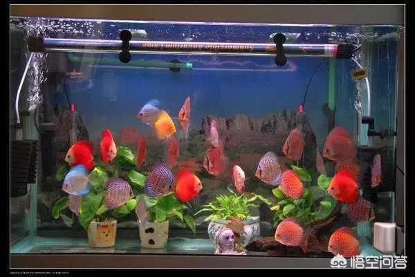 80的魚缸可以養幾條七彩神仙魚：七彩神仙魚的飼養