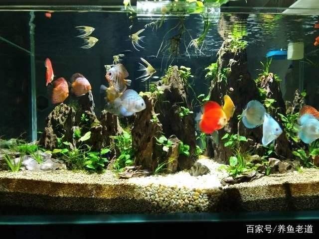 80的魚缸可以養幾條七彩神仙魚：七彩神仙魚的飼養