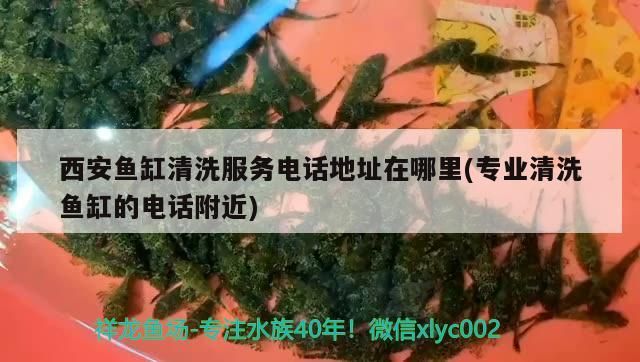 <strong><mark>西安</mark></strong>魚缸清洗服務電話地址在哪里(專業清洗魚缸的電話附近)
