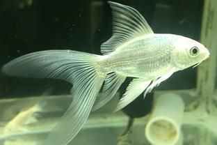 普直蝴蝶鯉不能養的原因(關于普直蝴蝶鯉不建議飼養的原因) 蝴蝶鯉百科 第2張 普直蝴蝶鯉不能養的原因(關于普直蝴蝶鯉不建議飼養的原因) 普直蝴蝶鯉不能養的原因(關于普直蝴蝶鯉不建議飼養的原因) 蝴蝶鯉百科 第2張