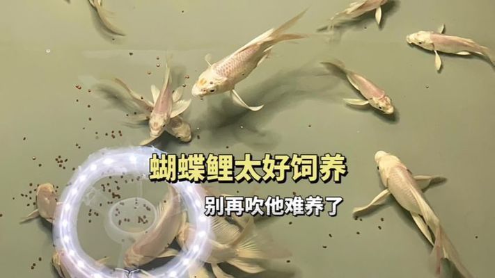 普直蝴蝶鯉不能養的原因(關于普直蝴蝶鯉不建議飼養的原因) 蝴蝶鯉百科 第1張 普直蝴蝶鯉不能養的原因(關于普直蝴蝶鯉不建議飼養的原因) 普直蝴蝶鯉不能養的原因(關于普直蝴蝶鯉不建議飼養的原因) 蝴蝶鯉百科 第1張