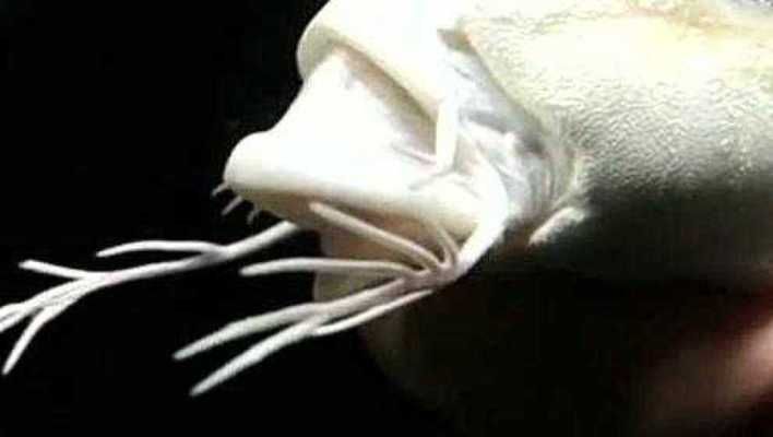 爆須蝴蝶鯉圖片（關于爆須蝴蝶鯉的圖片）