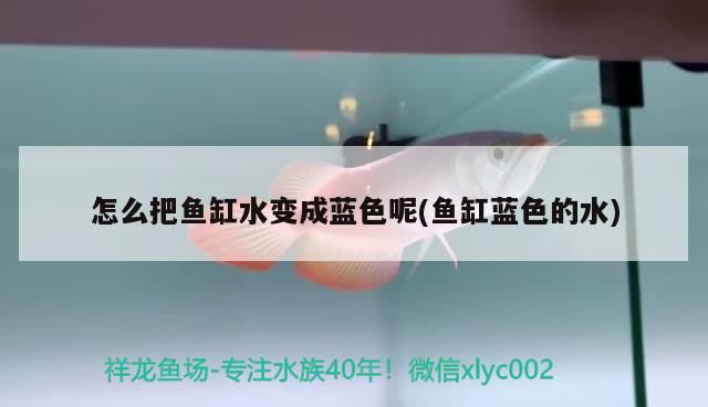 怎么把魚缸水變成藍色呢(魚缸藍色的水)