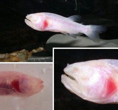 虎魚眼睛有白膜突出來能好嗎：虎魚眼睛出現白膜突出來的癥狀能否治愈取決于具體原因和治療方法