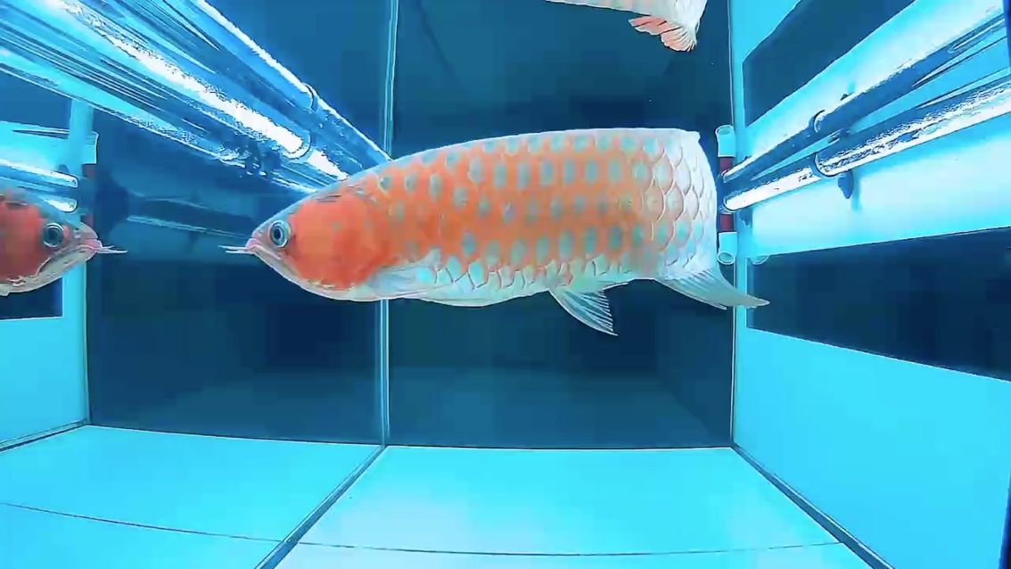 [dabing][deyi]