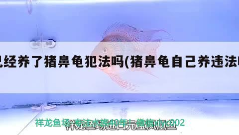 已經養了豬鼻龜犯法嗎(豬鼻龜自己養違法嗎)