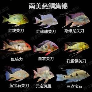 元寶鳳凰魚多少錢一條啊：元寶鳳凰魚的價格和飼養方法 元寶鳳凰魚多少錢一條啊：元寶鳳凰魚的價格和飼養方法 元寶鳳凰魚百科 第3張