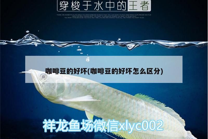 咖啡豆的好壞(咖啡豆的好壞怎么區分)