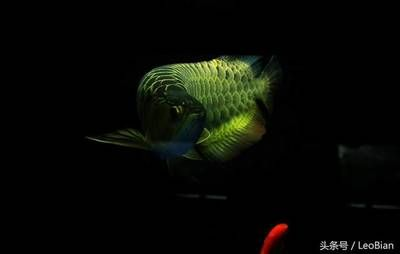 龍魚燈的選擇方法圖解大全，如何根據龍魚品種選燈 龍魚燈的選擇方法圖解大全，如何根據龍魚品種選燈 龍魚百科 第1張