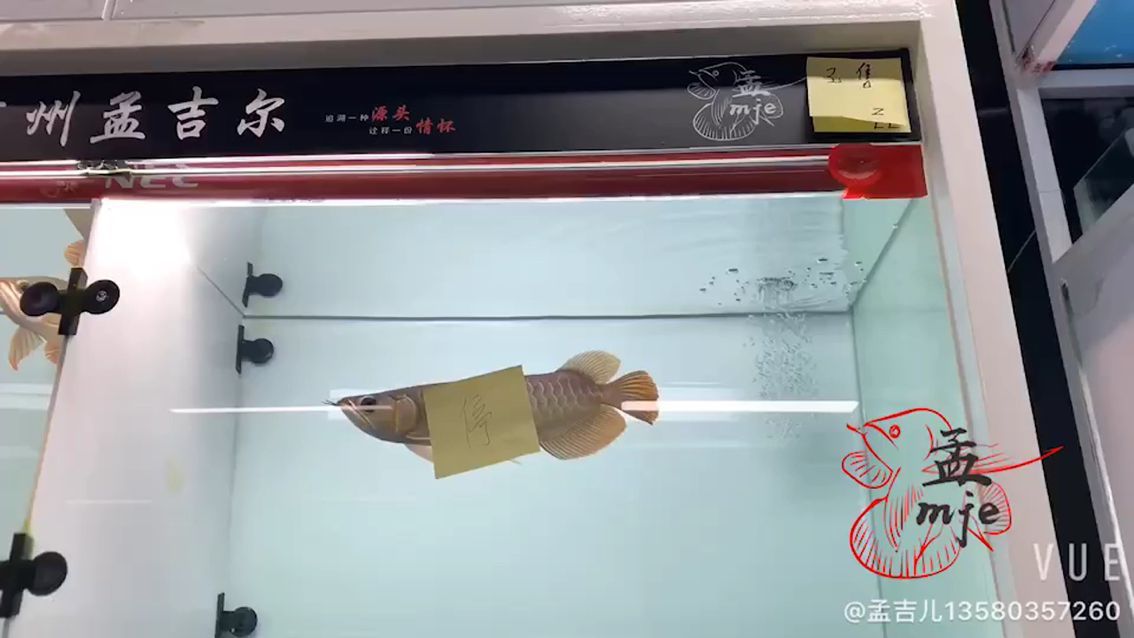 海東觀賞魚市場孟吉爾～紅外線F1起飛