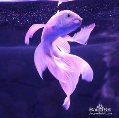 3一4cm蝴蝶鯉到成魚要多久（3-4厘米的蝴蝶鯉長到成魚時間主要取決于飼養(yǎng)條件、品種差異以及對“成魚”的定義） 3一4cm蝴蝶鯉到成魚要多久（3-4厘米的蝴蝶鯉長到成魚時間主要取決于飼養(yǎng)條件、品種差異以及對“成魚”的定義） 蝴蝶鯉百科 第2張