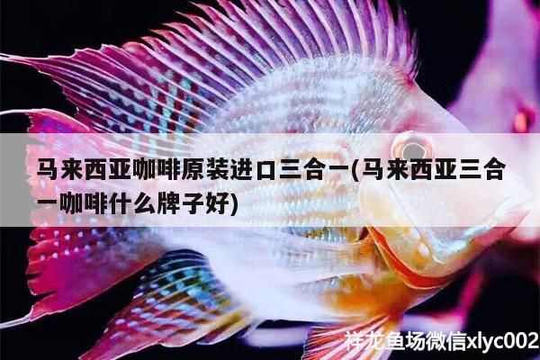 馬來(lái)西亞咖啡原裝進(jìn)口三合一(馬來(lái)西亞三合一咖啡什么牌子好)