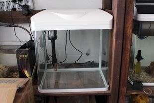 380魚缸放多少水:關于魚缸水位的問題 魚缸百科 第2張 380魚缸放多少水:關于魚缸水位的問題 380魚缸放多少水:關于魚缸水位的問題 魚缸百科 第2張