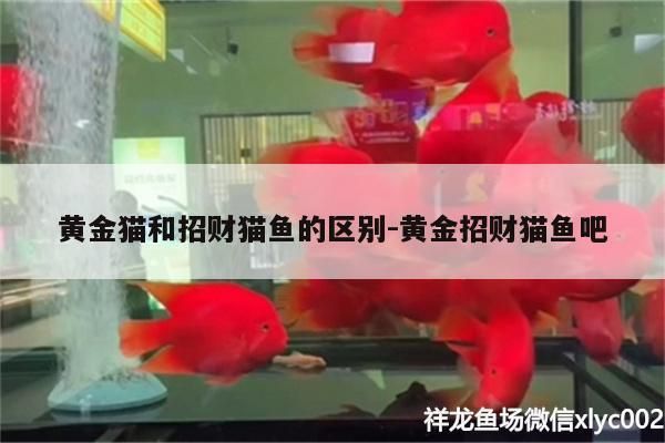 黃金貓和招財(cái)貓魚的區(qū)別:黃金招財(cái)貓魚吧