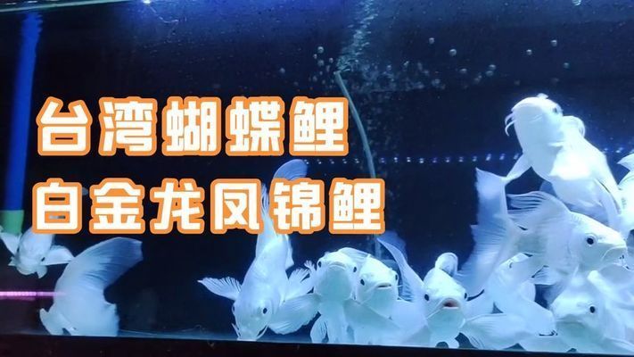 蝴蝶鯉和錦鯉哪個貴（蝴蝶鯉和錦鯉價格差異）