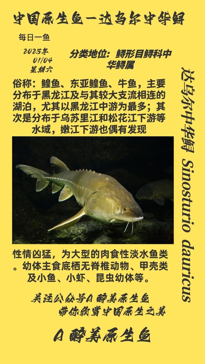 達烏爾中華鱘
