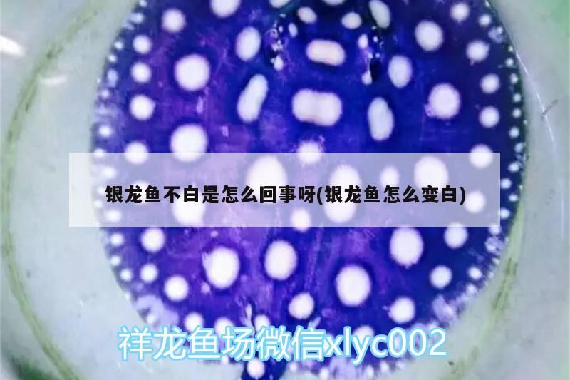 銀龍魚不白是怎么回事呀(銀龍魚怎么變白)