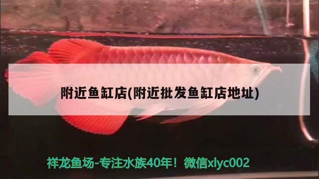 附近魚缸店(附近批發魚缸店地址)