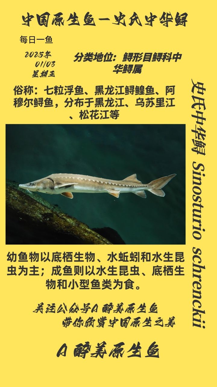 史氏中華鱘