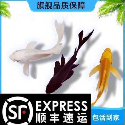 球體鯉苗多少錢一只（球體鯉苗價格） 球體鯉苗多少錢一只（球體鯉苗價格） 蝴蝶鯉百科 第2張
