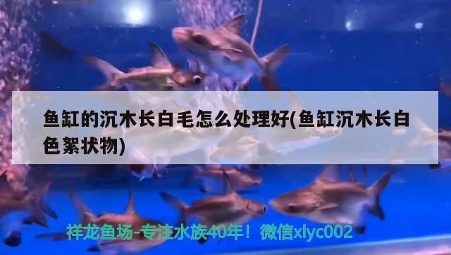 魚缸的沉木長白毛怎么處理好(魚缸沉木長白色絮狀物)