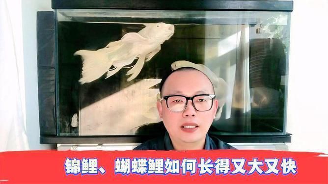 蝴蝶鯉催體最快的方法（蝴蝶鯉催體最快方案）