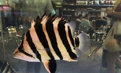 印尼虎魚繁殖后幼魚飼養指南，印尼虎魚幼魚飼養指南