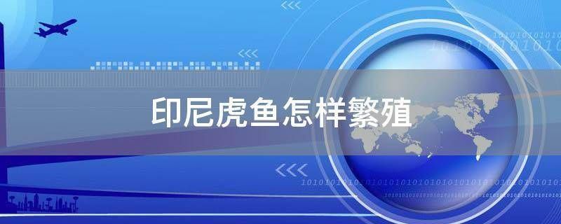 印尼虎魚繁殖后幼魚飼養指南，印尼虎魚幼魚飼養指南