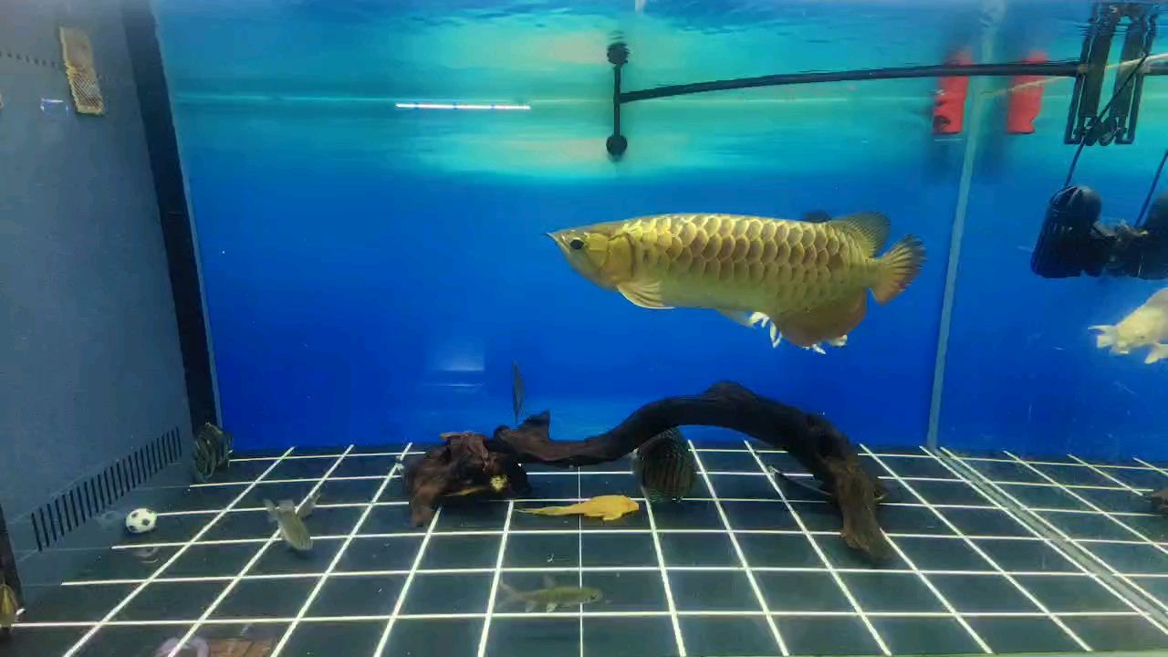 2025年第一次換水