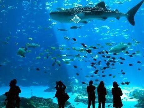 水族館加盟代理多少錢:水族館加盟代理的費用 水族館百科(水族館加盟) 第1張 水族館加盟代理多少錢:水族館加盟代理的費用 水族館加盟代理多少錢:水族館加盟代理的費用 水族館百科(水族館加盟) 第1張