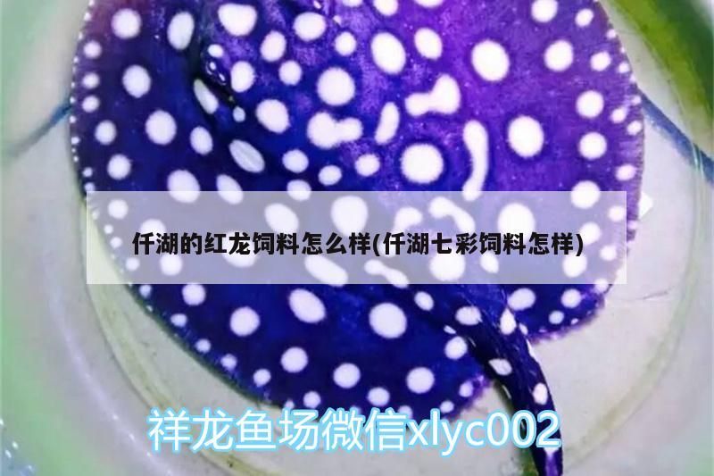 仟湖的紅龍飼料怎么樣(仟湖七彩飼料怎樣) 仟湖的紅龍飼料怎么樣(仟湖七彩飼料怎樣) 仟湖