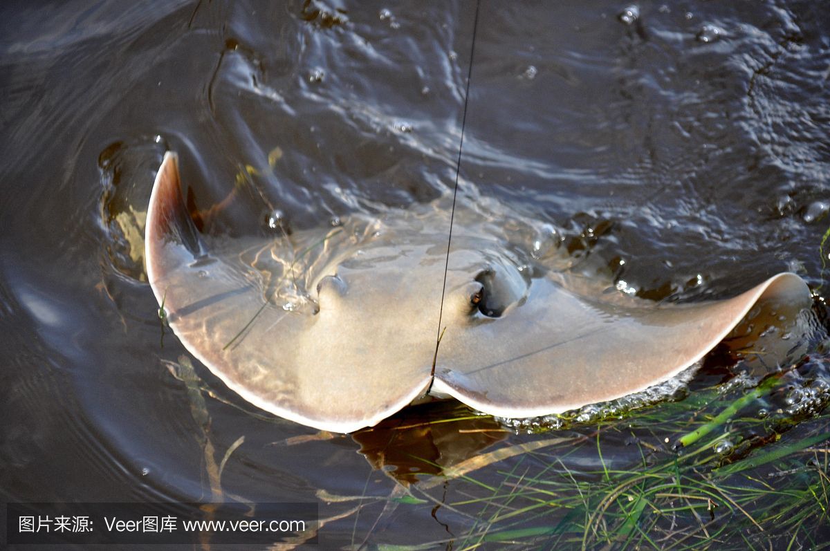 魟魚互相咬怎么辦？：如何處理魟魚互相咬的問題