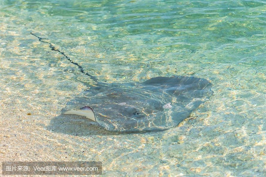 魟魚互相咬怎么辦？：如何處理魟魚互相咬的問題