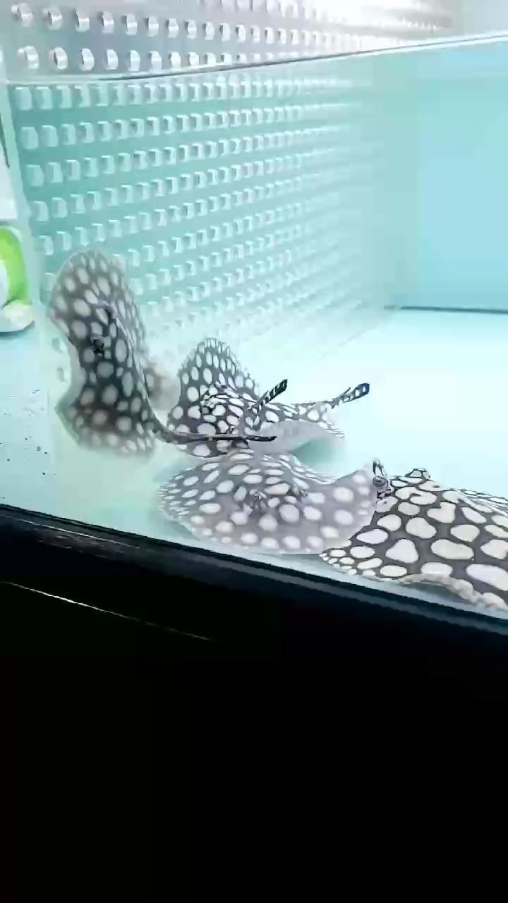 萬鑫魟魚皇冠
