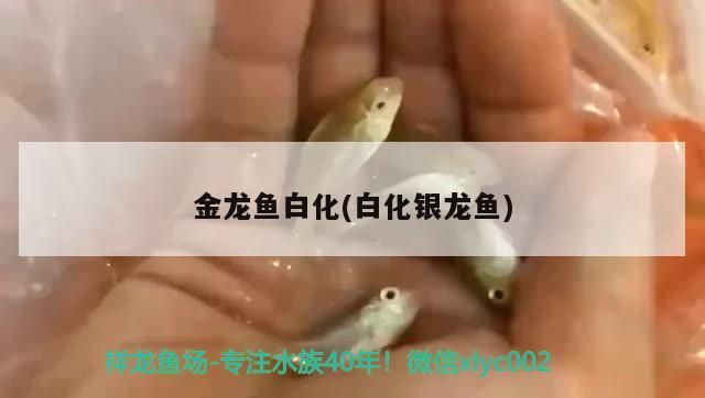 興和縣孫胤花卉店
