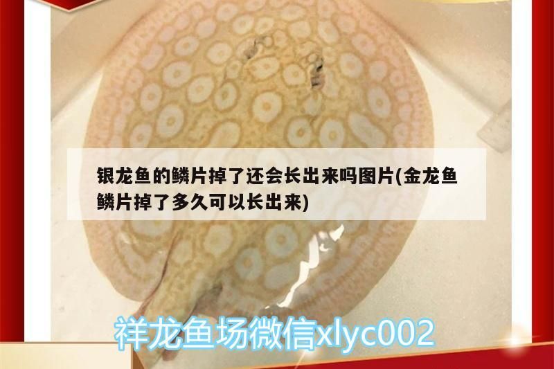 銀龍魚的鱗片掉了還會長出來嗎圖片(金龍魚鱗片掉了多久可以長出來)