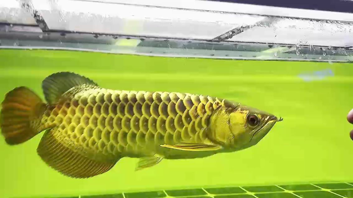 檢疫完狀態依舊飛起