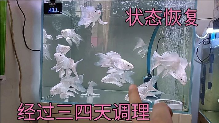 蝴蝶鯉充血能自愈嗎（蝴蝶鯉充血能否自愈）