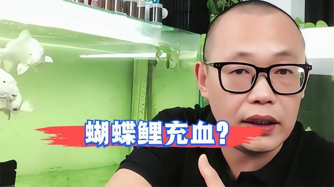 蝴蝶鯉充血能自愈嗎(蝴蝶鯉充血能否自愈)