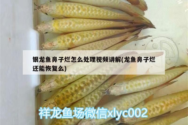 銀龍魚鼻子爛怎么處理視頻講解(龍魚鼻子爛還能恢復么)