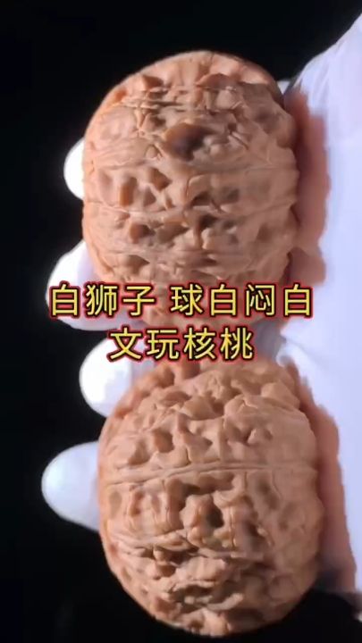白獅子球白悶白